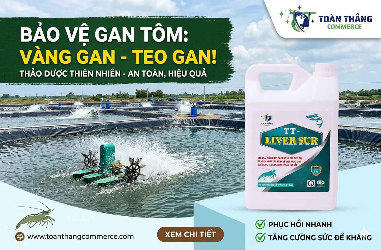 Giải Pháp Phòng Trị Bệnh Vàng Gan Và Teo Gan Trên Tôm Bằng Thảo Dược Thiên Nhiên