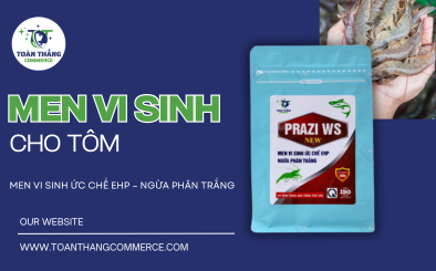 Men Vi Sinh Cho Tôm: Bí Quyết Vàng Giúp Quản Lý Môi Trường Và Tăng Năng Suất
